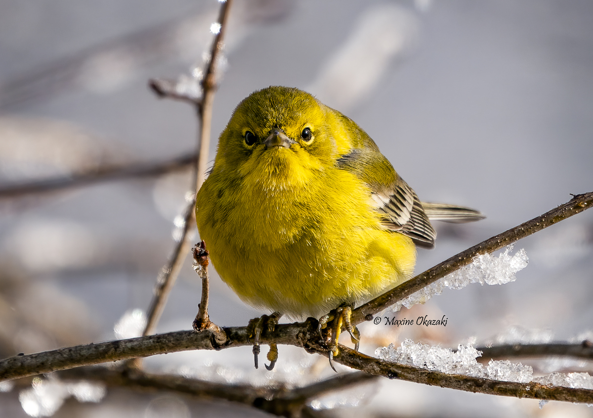 Pine warbler, Orange County, NC