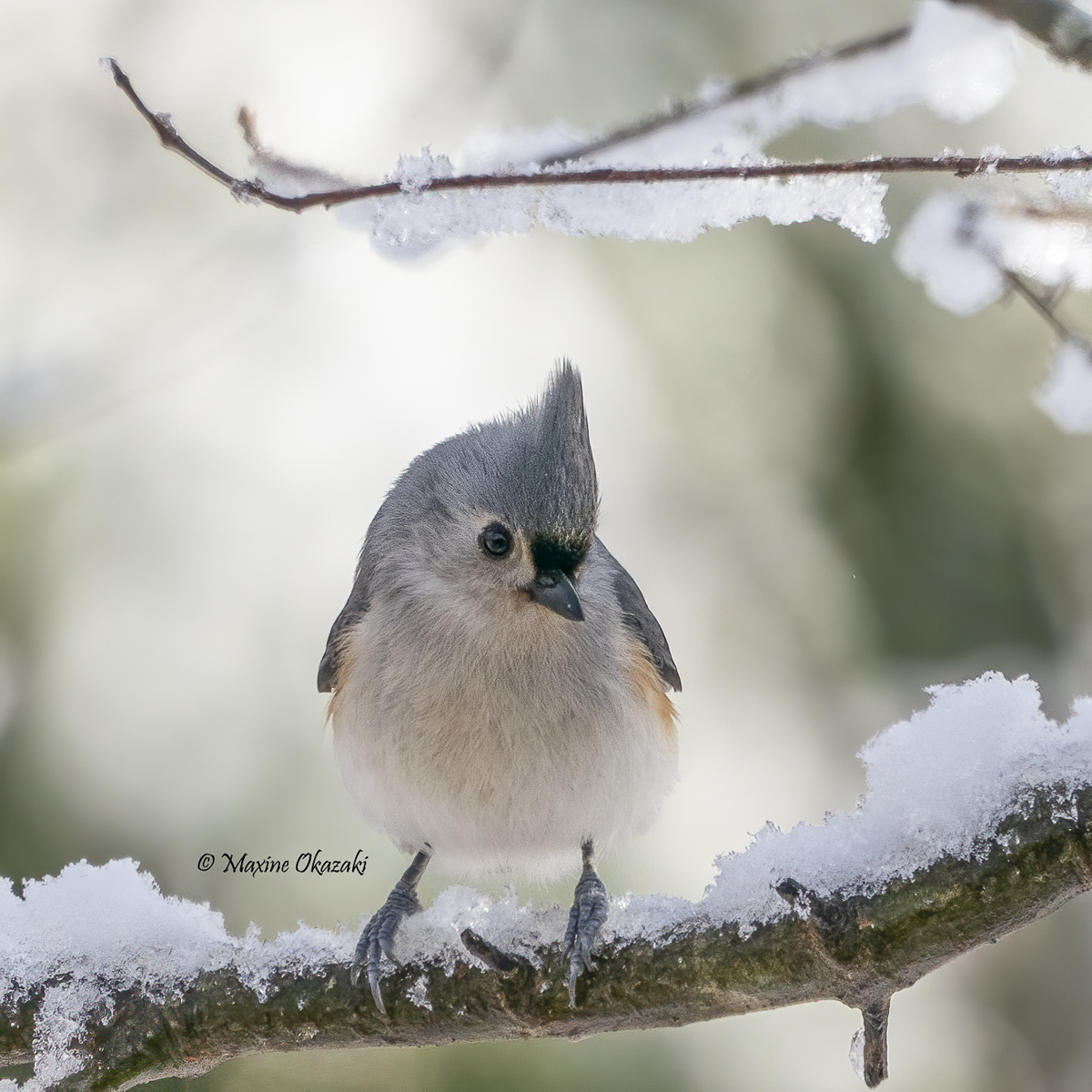 Tufted titmouse, Orange County, NC