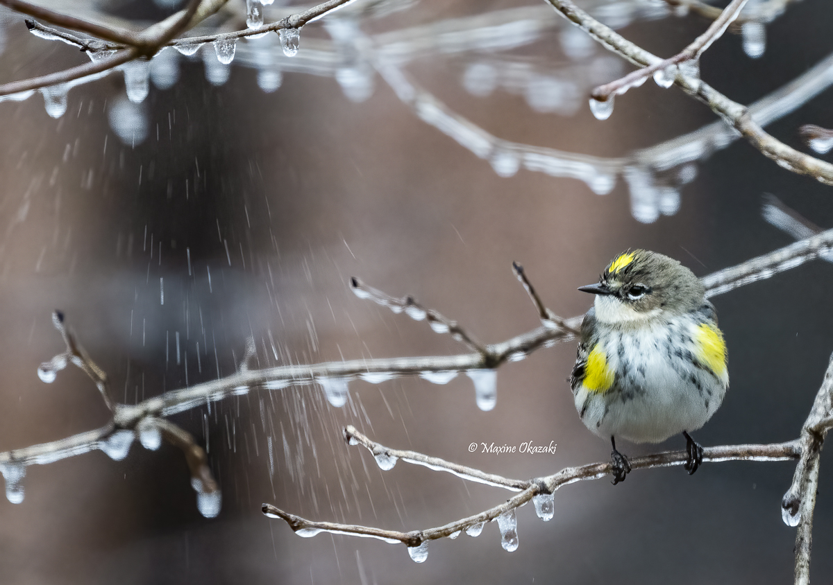 Yellow-rumped warbler, Orange County, NC