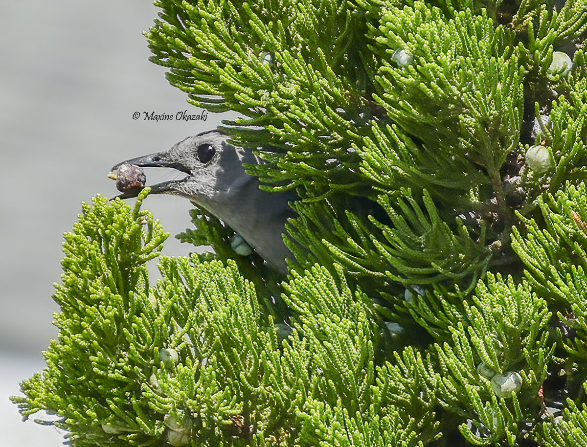 Gray catbird with juniper berry, Duck, NC