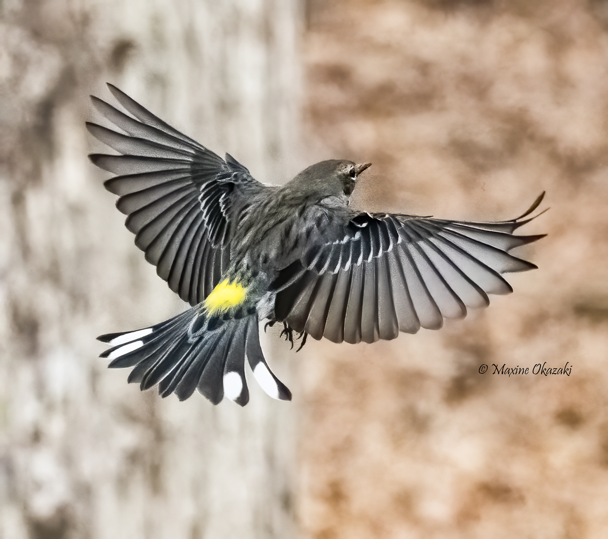 Yellow-rumped warbler, Orange County, NC