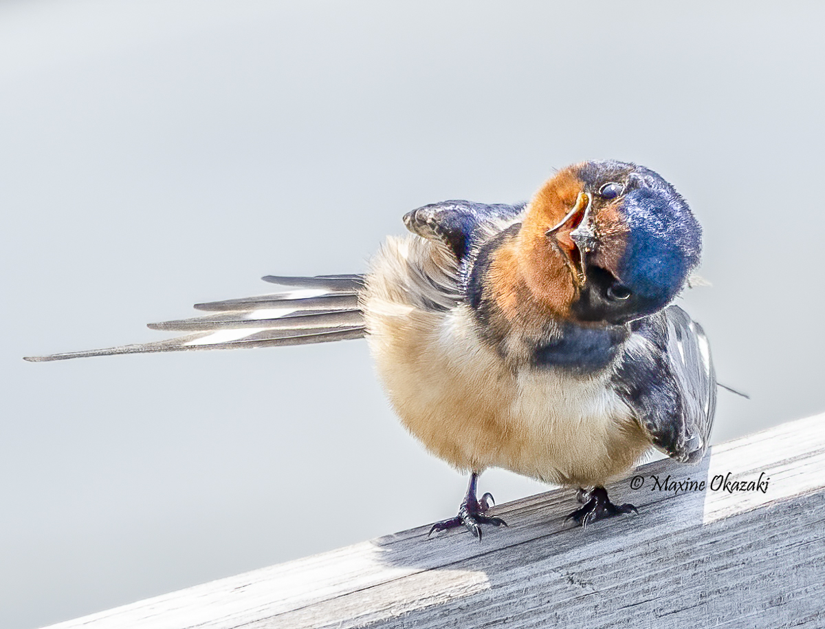 Tree swallow sunning, Duck, NC