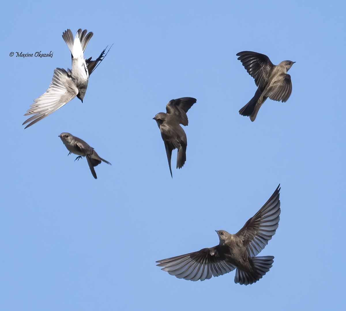 Northern rough-winged swallows fighting, Wake County, NC