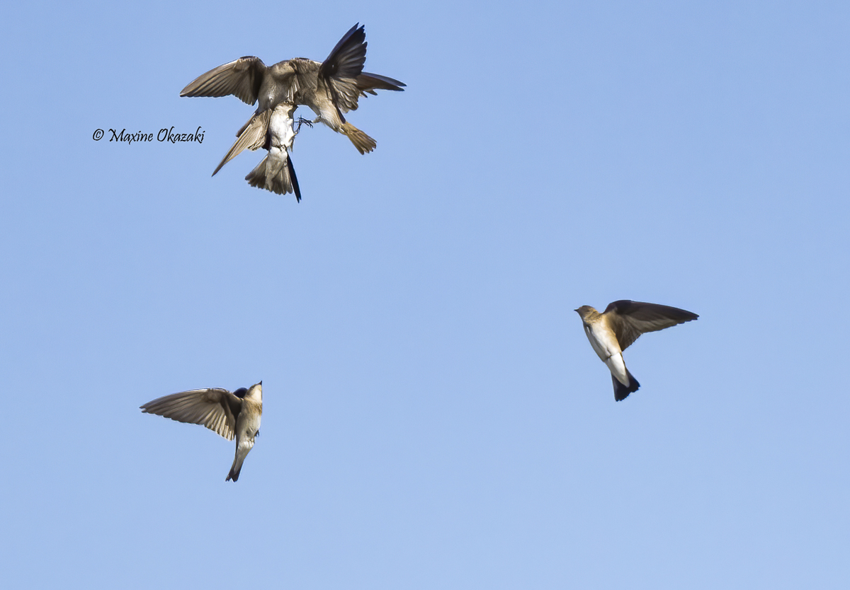 Northern rough-winged swallows fighting, Wake County, NC