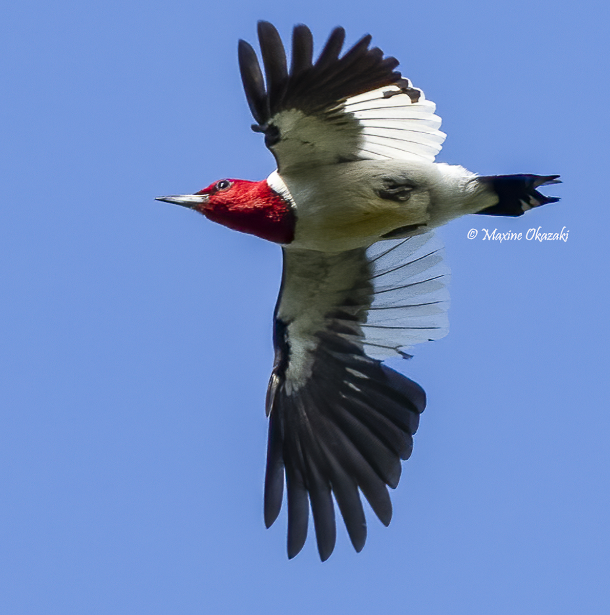 Red-headed woodpecker, Durham County, NC