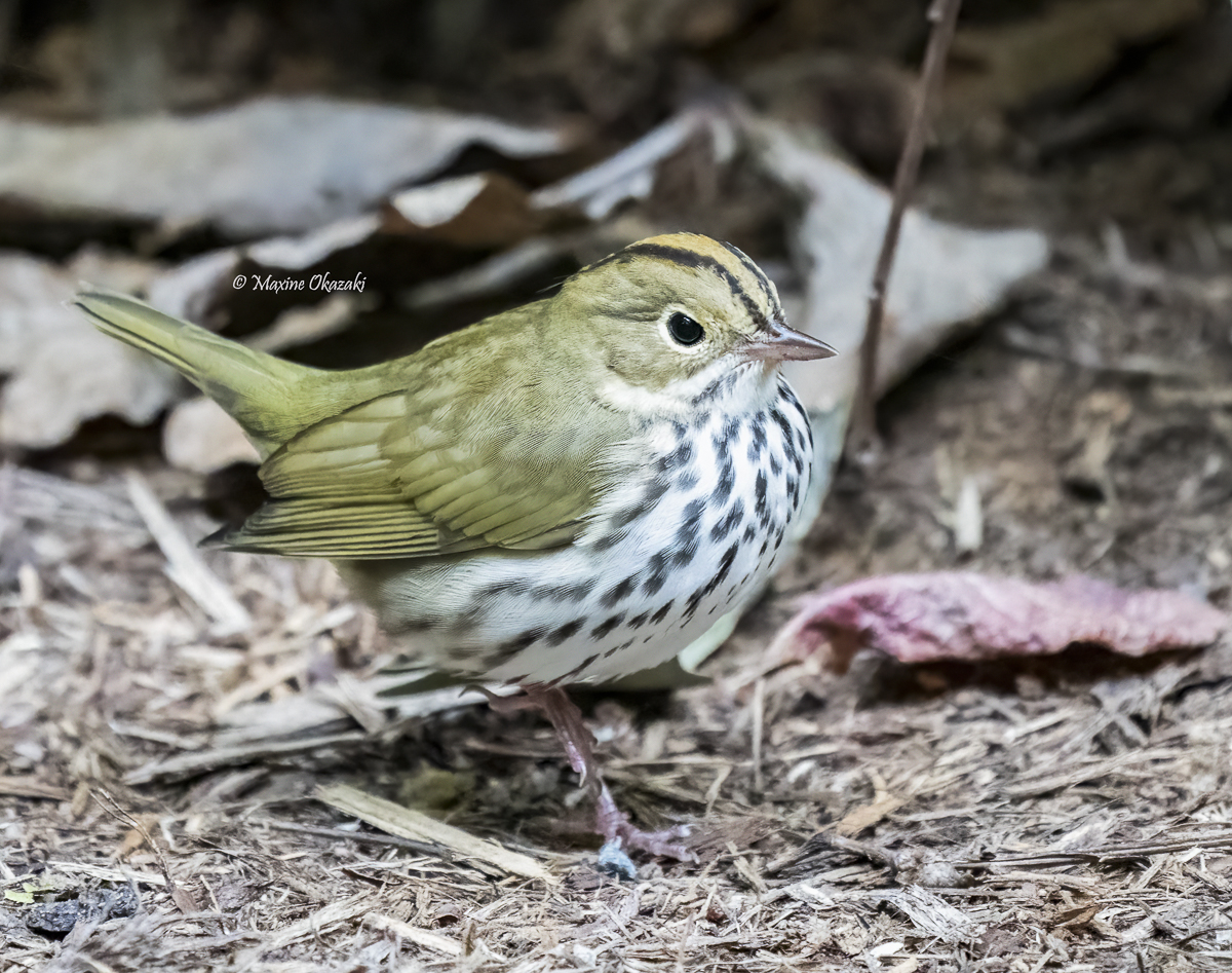 Ovenbird, Orange County, NC