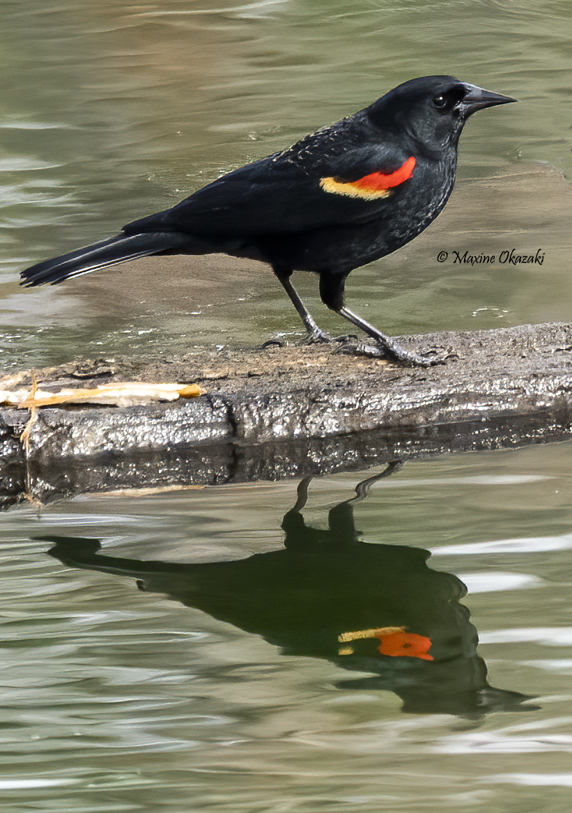 Red-winged blackbird, Wake County, NC