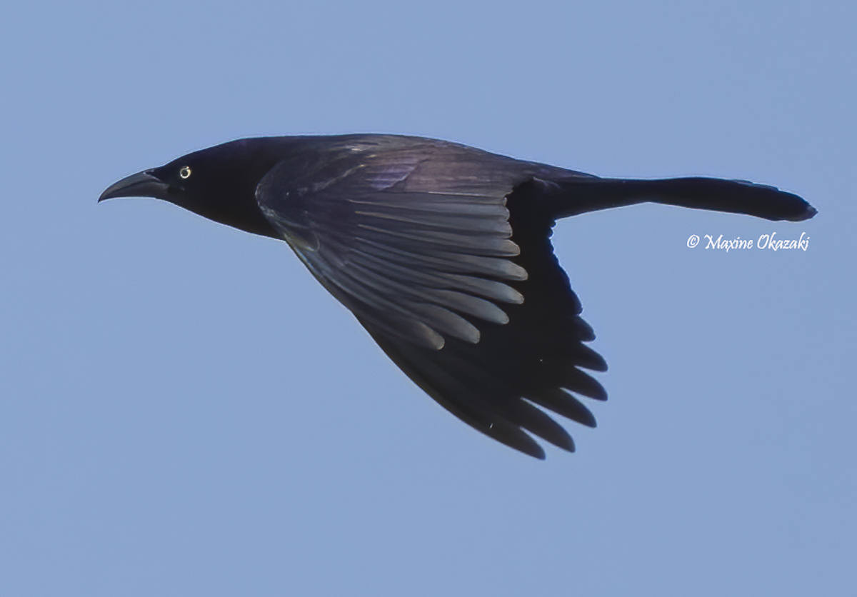 Common grackle, Duck, NC