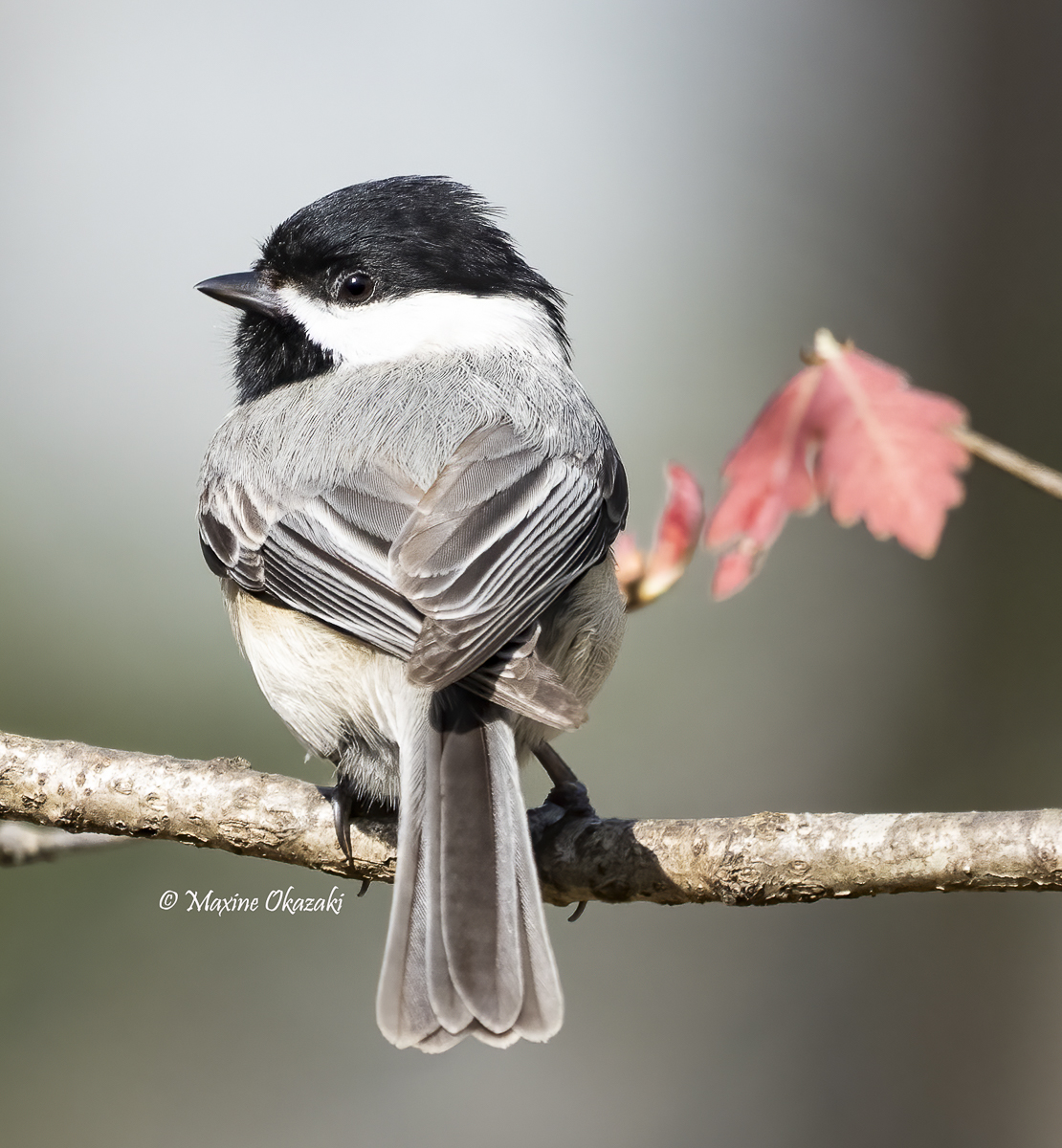 Carolina chickadee, Orange County, NC