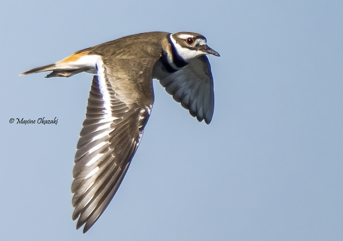 Killdeer, Chatham County, NC