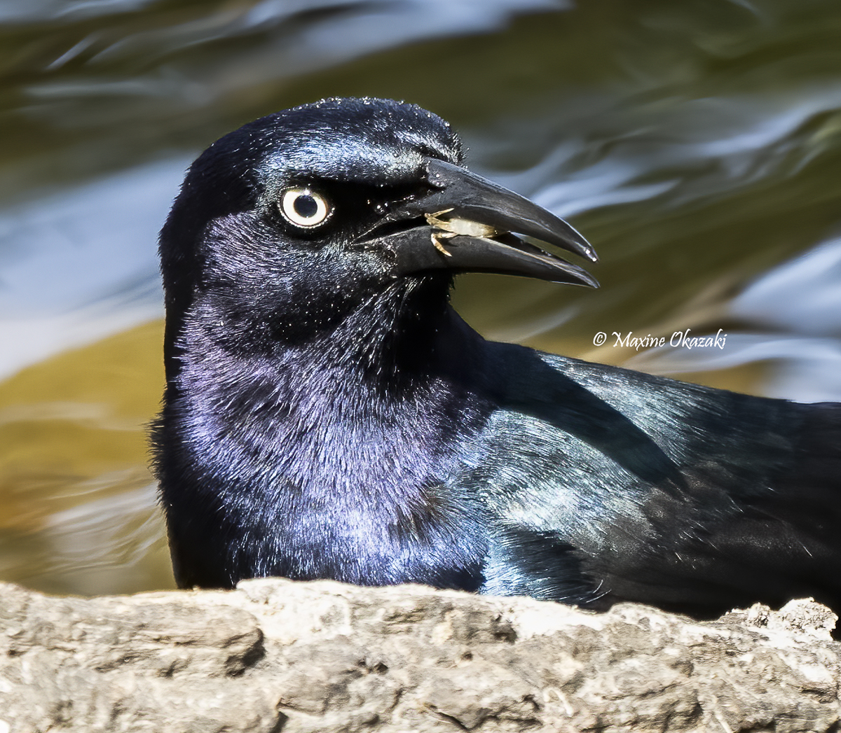 Boat-tailed grackle with a snack, Duck, NC