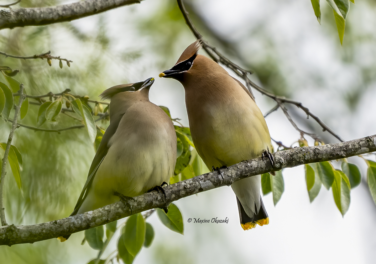 A tender moment (Cedar waxwings), Wake County, NC