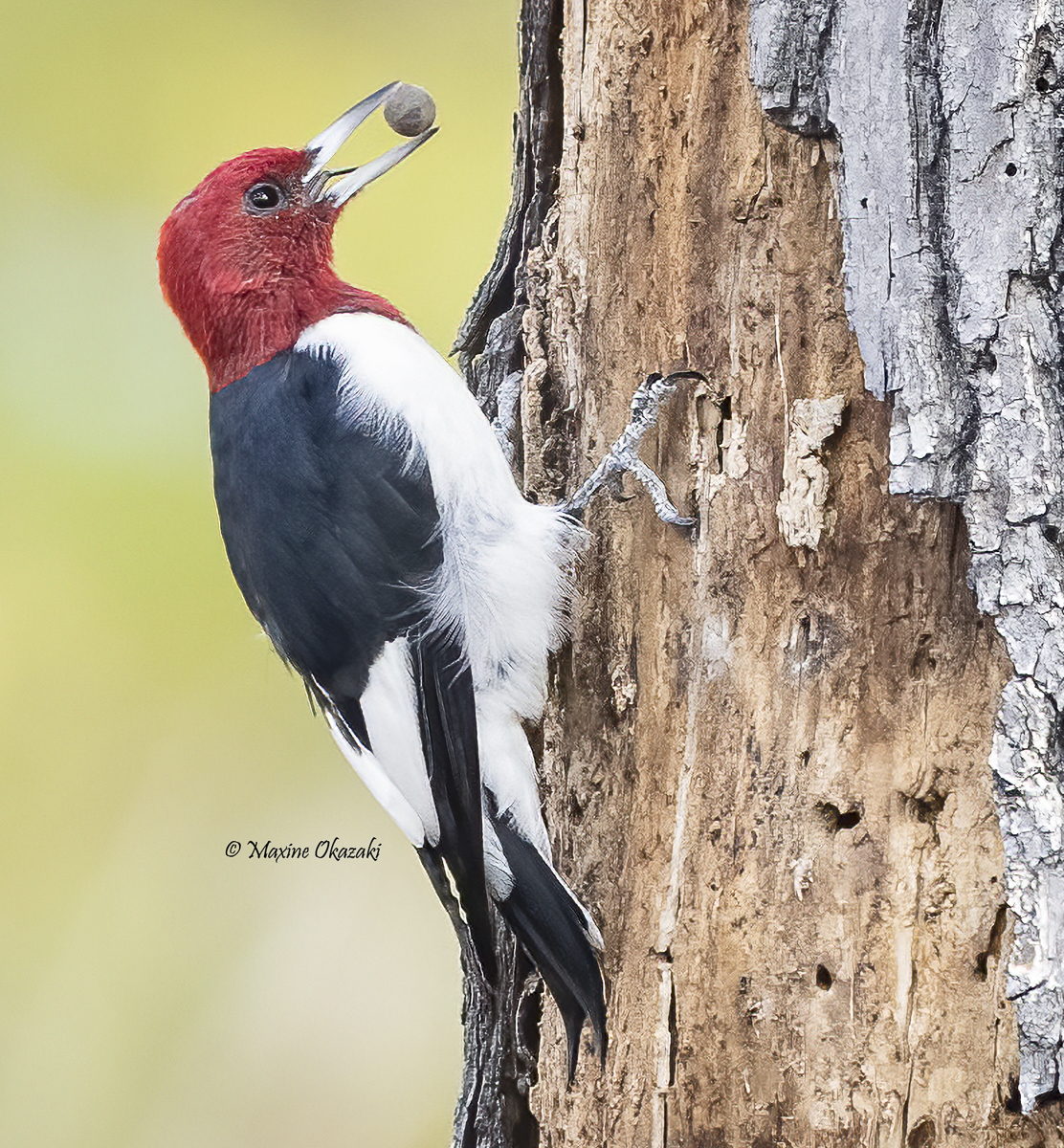 Red-headed woodpecker with acorn, Wake County, NC