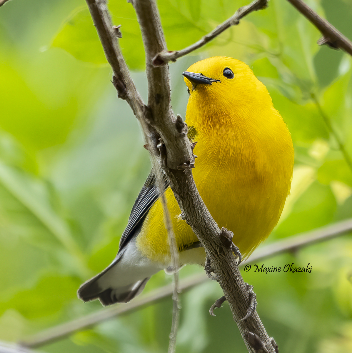 Prothonotary warbler, Wake County, NC