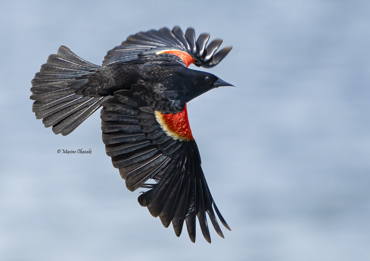 Male red-winged blackbird, Duck, NC