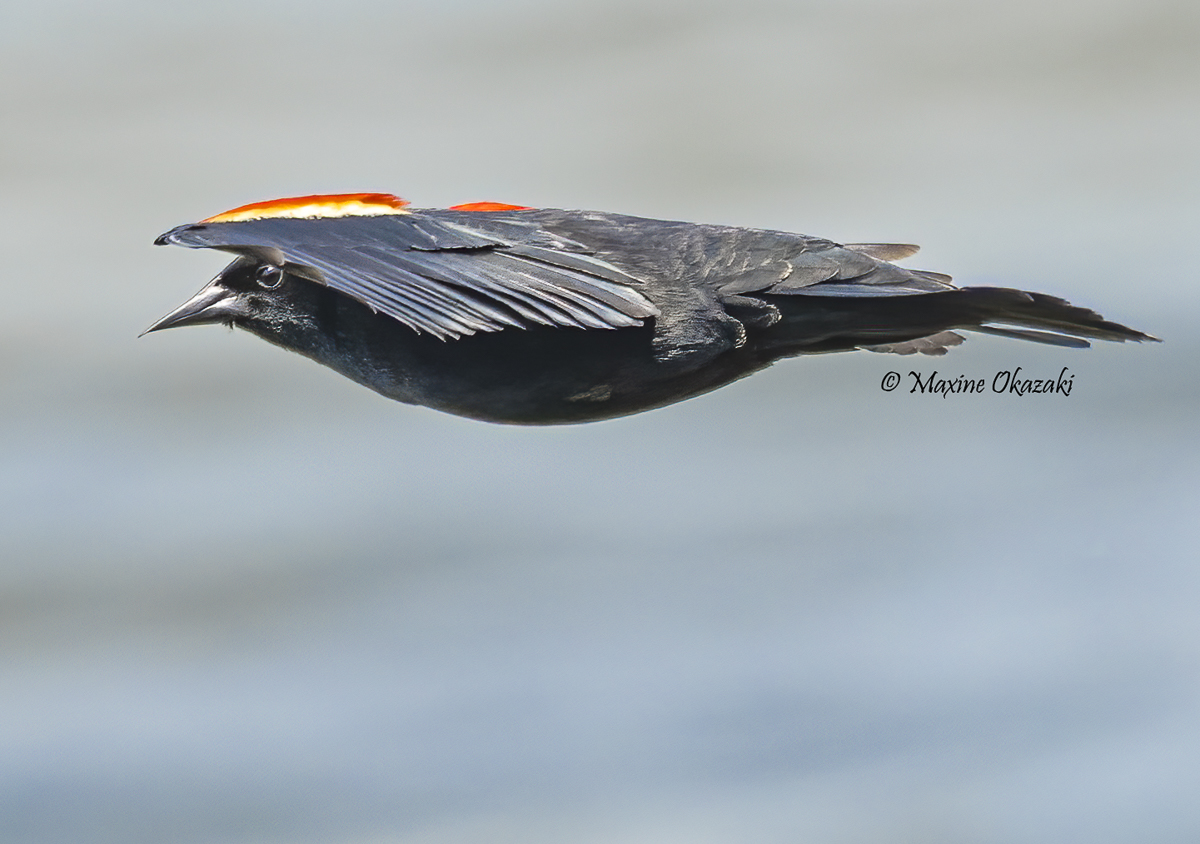 Male red-winged blackbird, Duck, NC