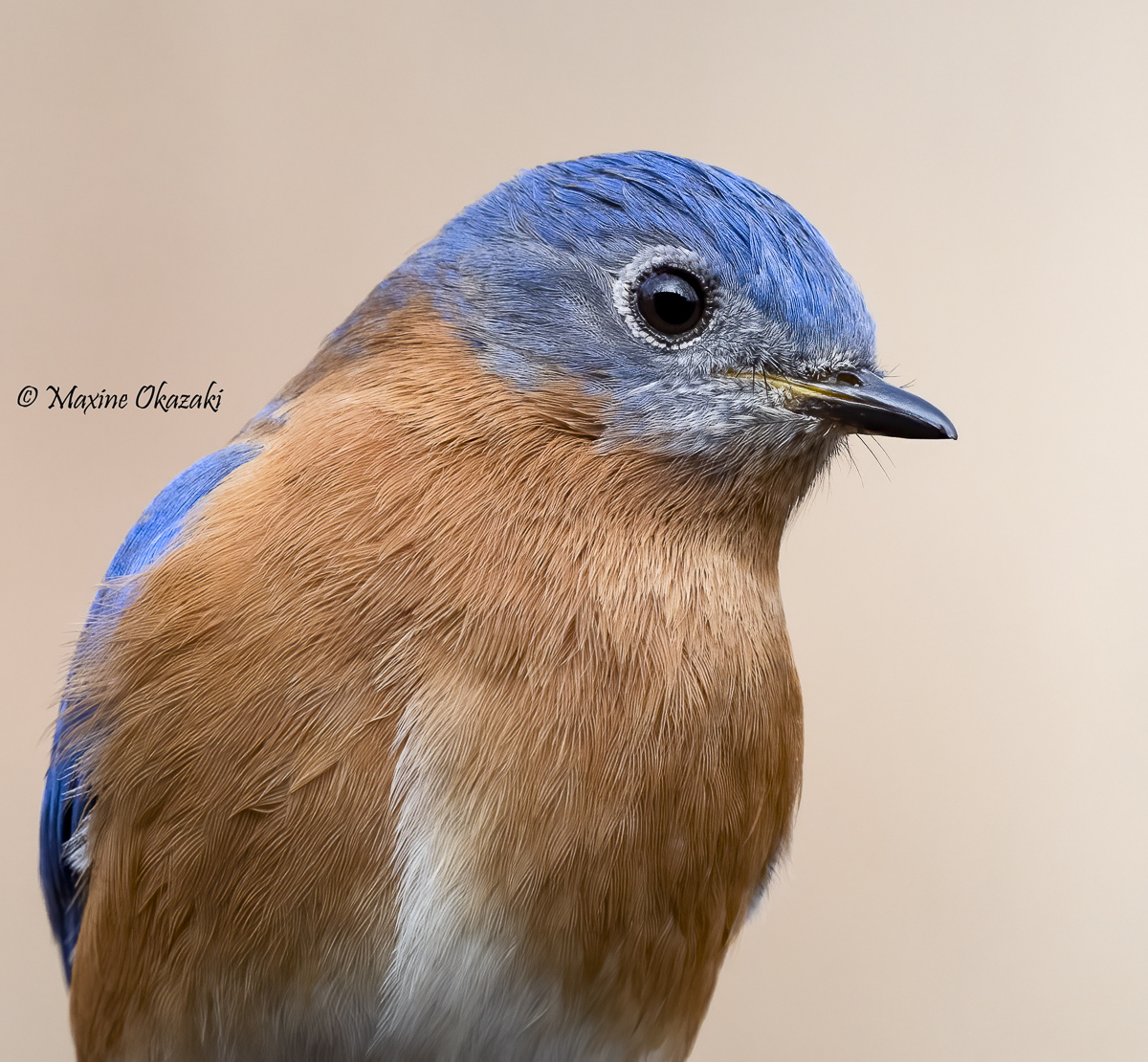 Male bluebird, Orange County, NC