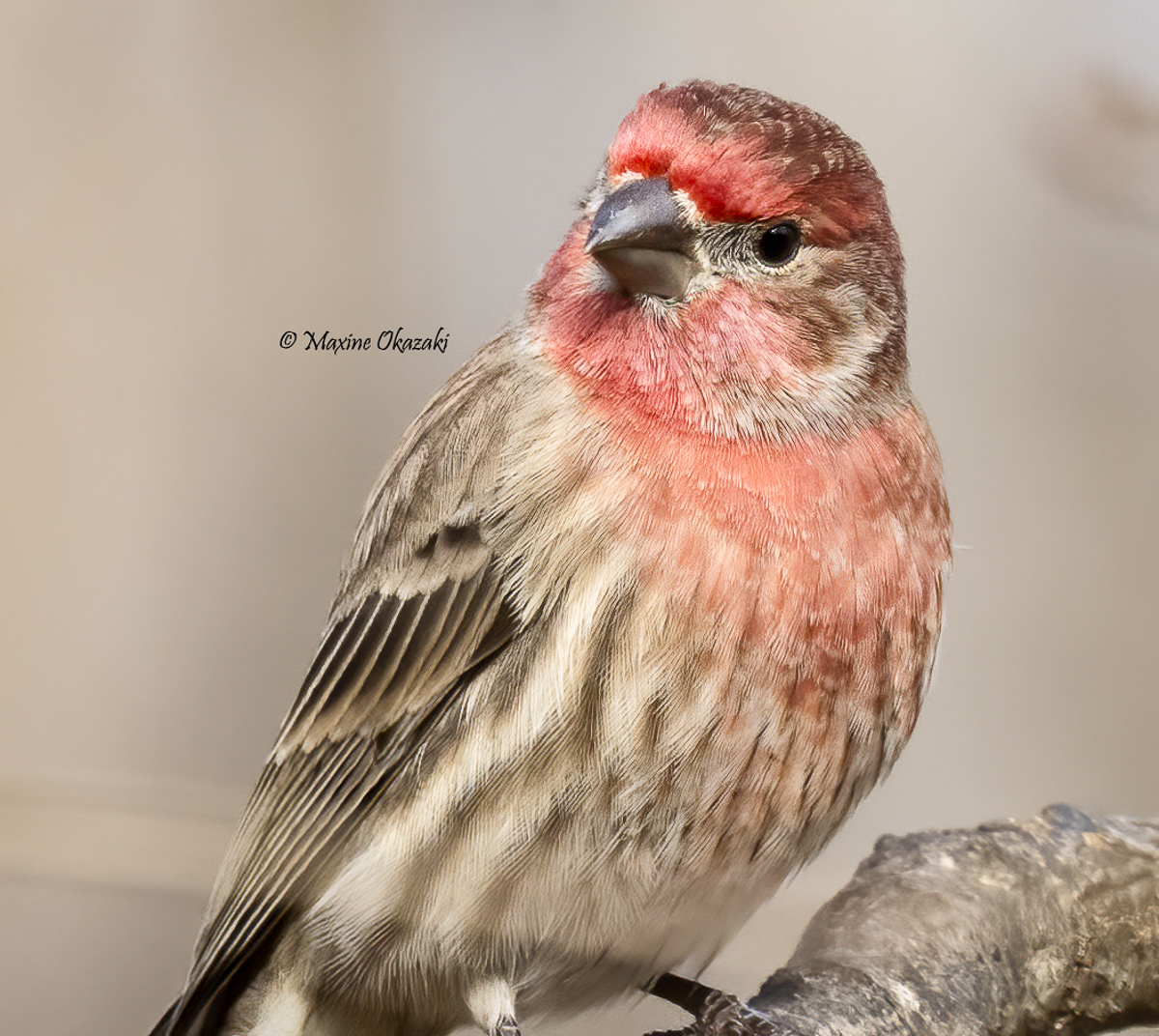 Male house finch, Orange County, NC