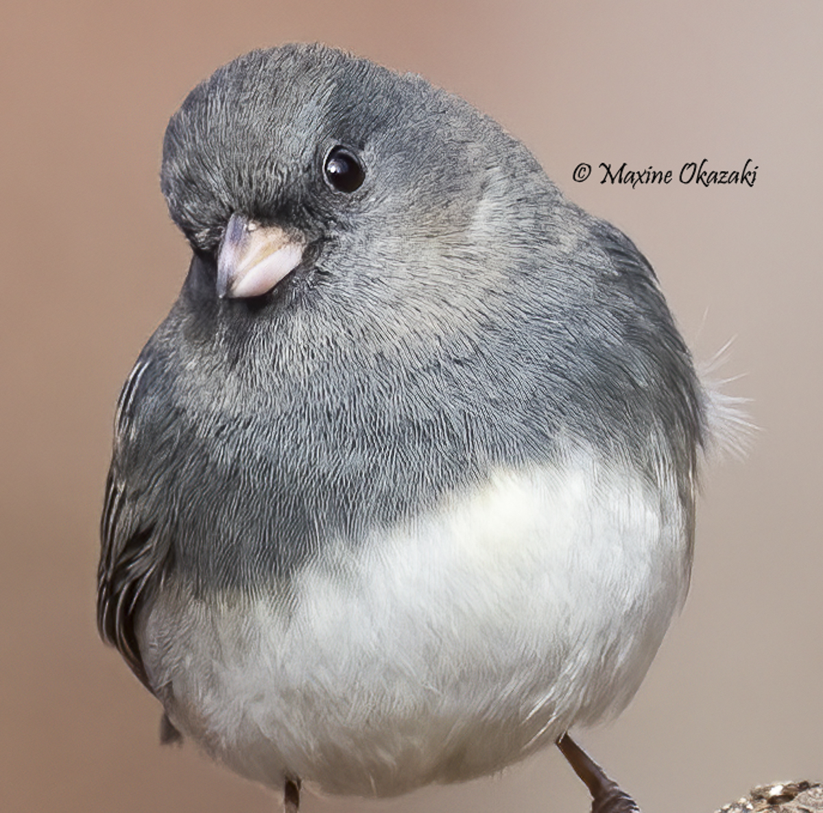 Dark-eyed junco, Orange County, NC