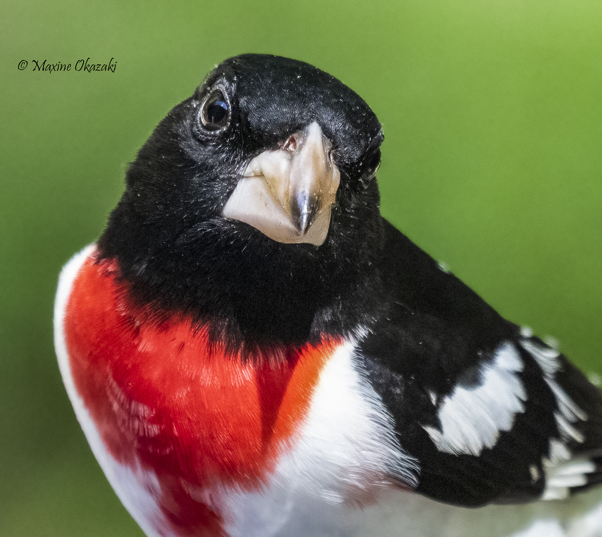 Male rose-breasted grosbeak, Orange County, NC