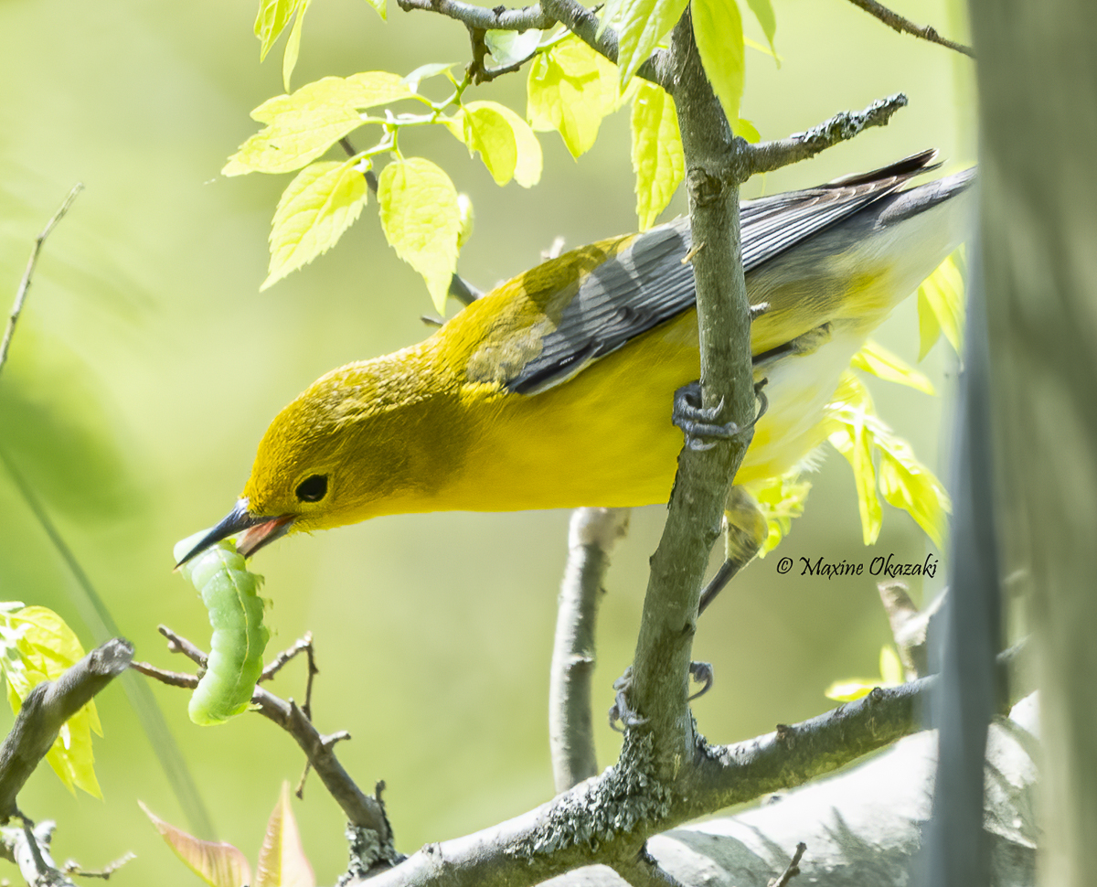 Prothonotary warbler, Chatham County, NC