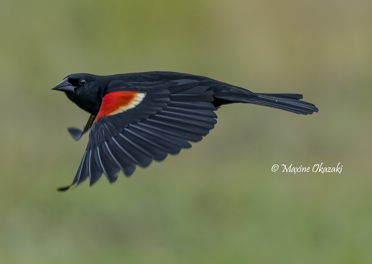 Male red-winged blackbird, Durham, County NC