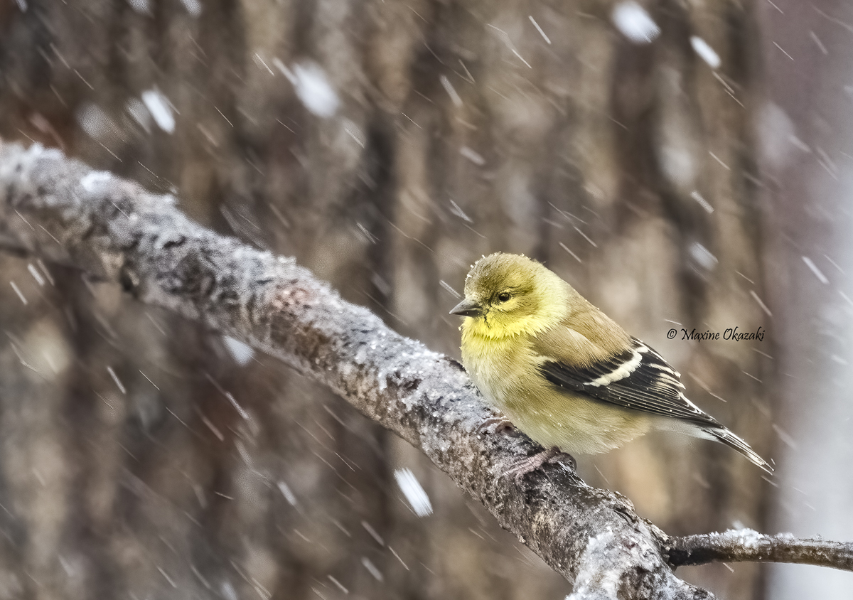 Goldfinch, Orange County, NC