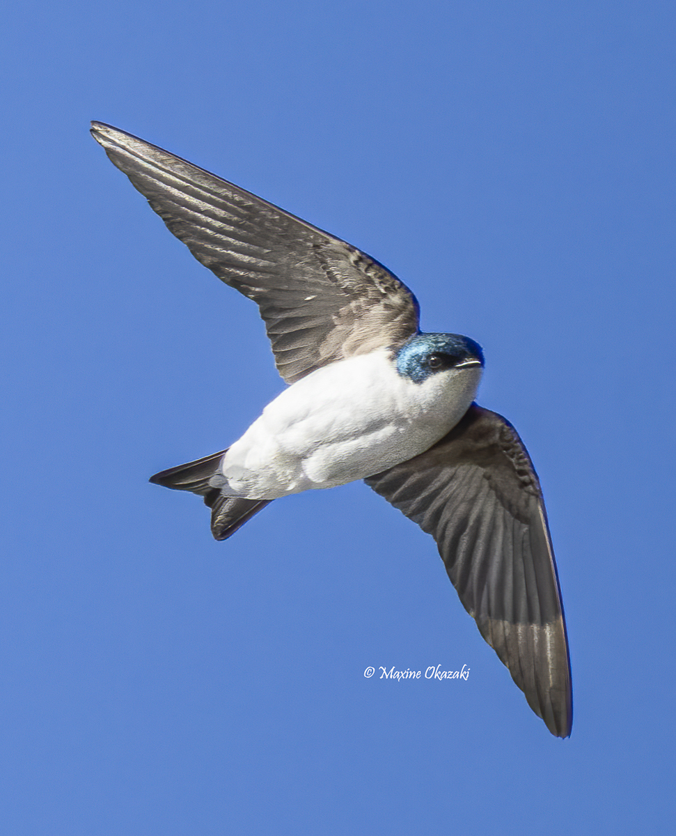 Tree swallow, Wake County, NC