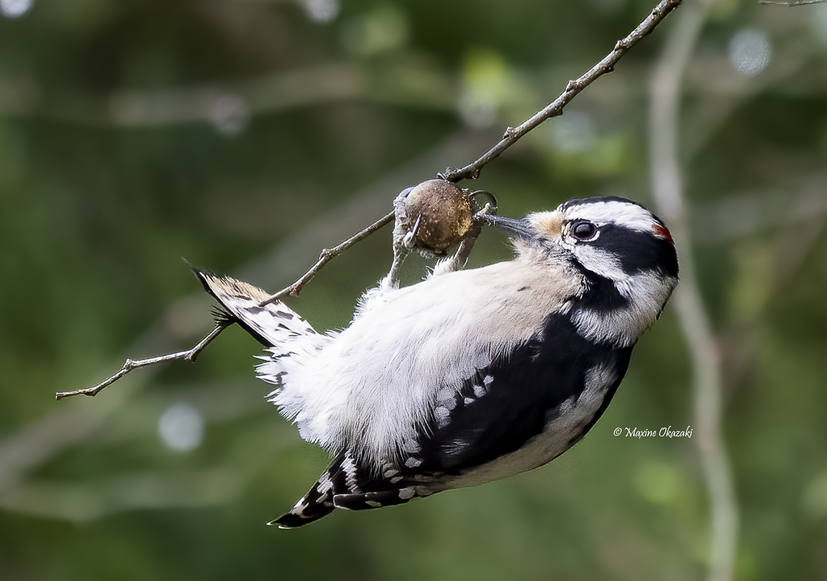 Downy woodpecker pecking insect gall, Orange County, NC