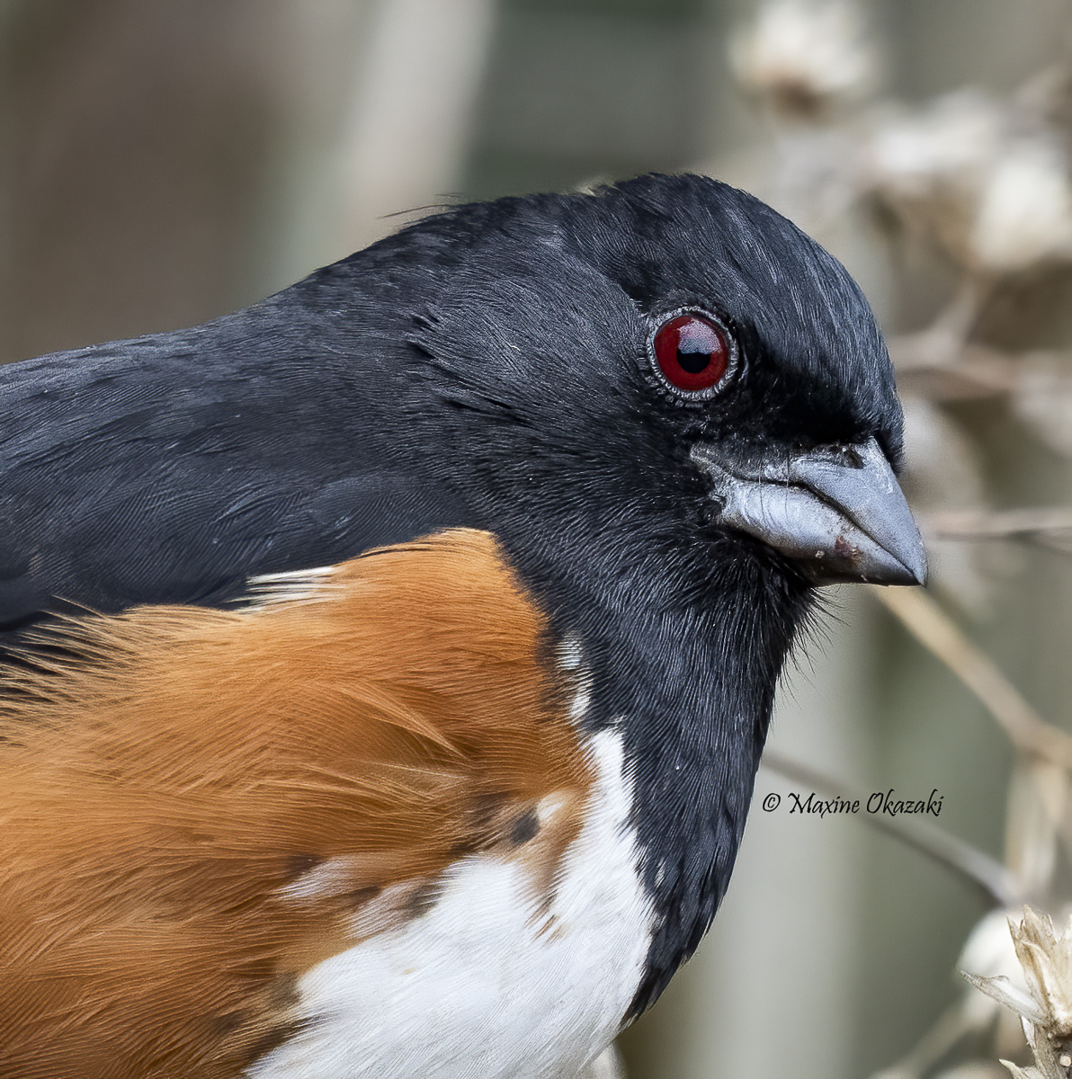 Male Eastern towhee, Orange County, NC