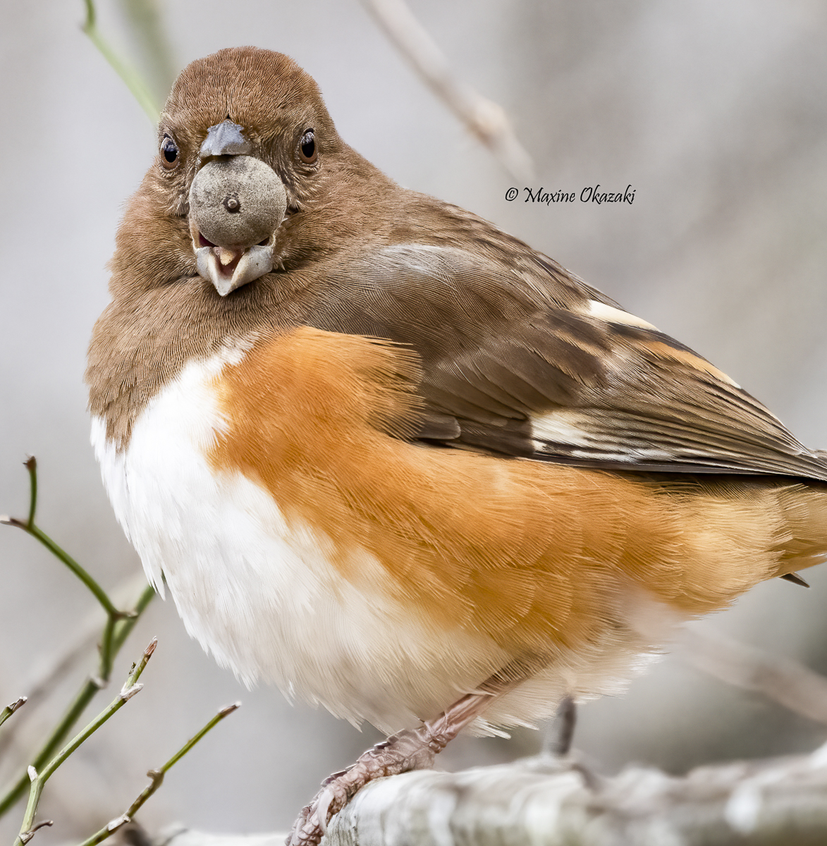 Female Eastern towhee with acorn, Durham County, NC