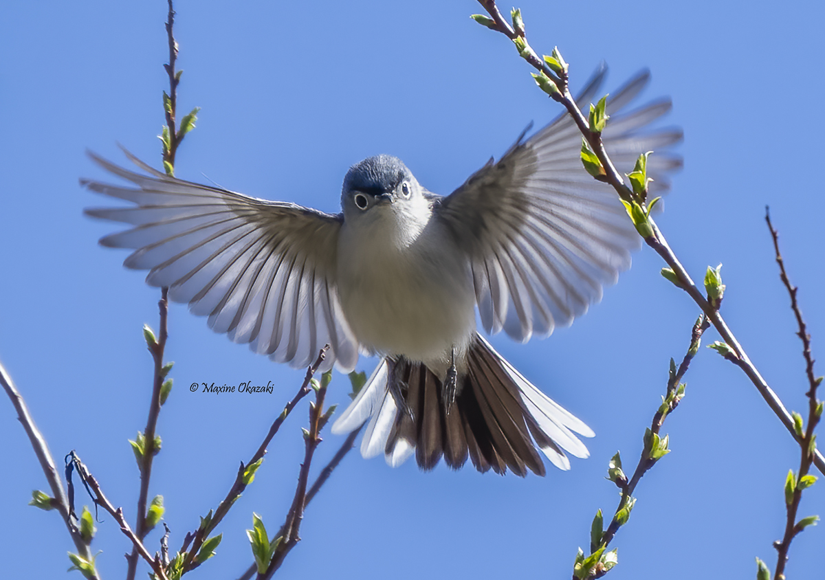 Blue-gray gnatcatcher, Durham County, NC