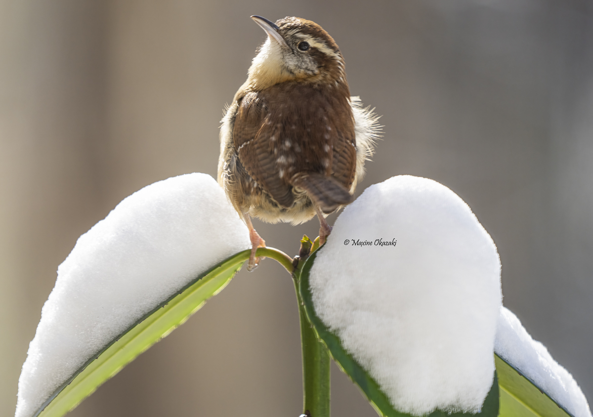 Carolina wren, Orange County, NC