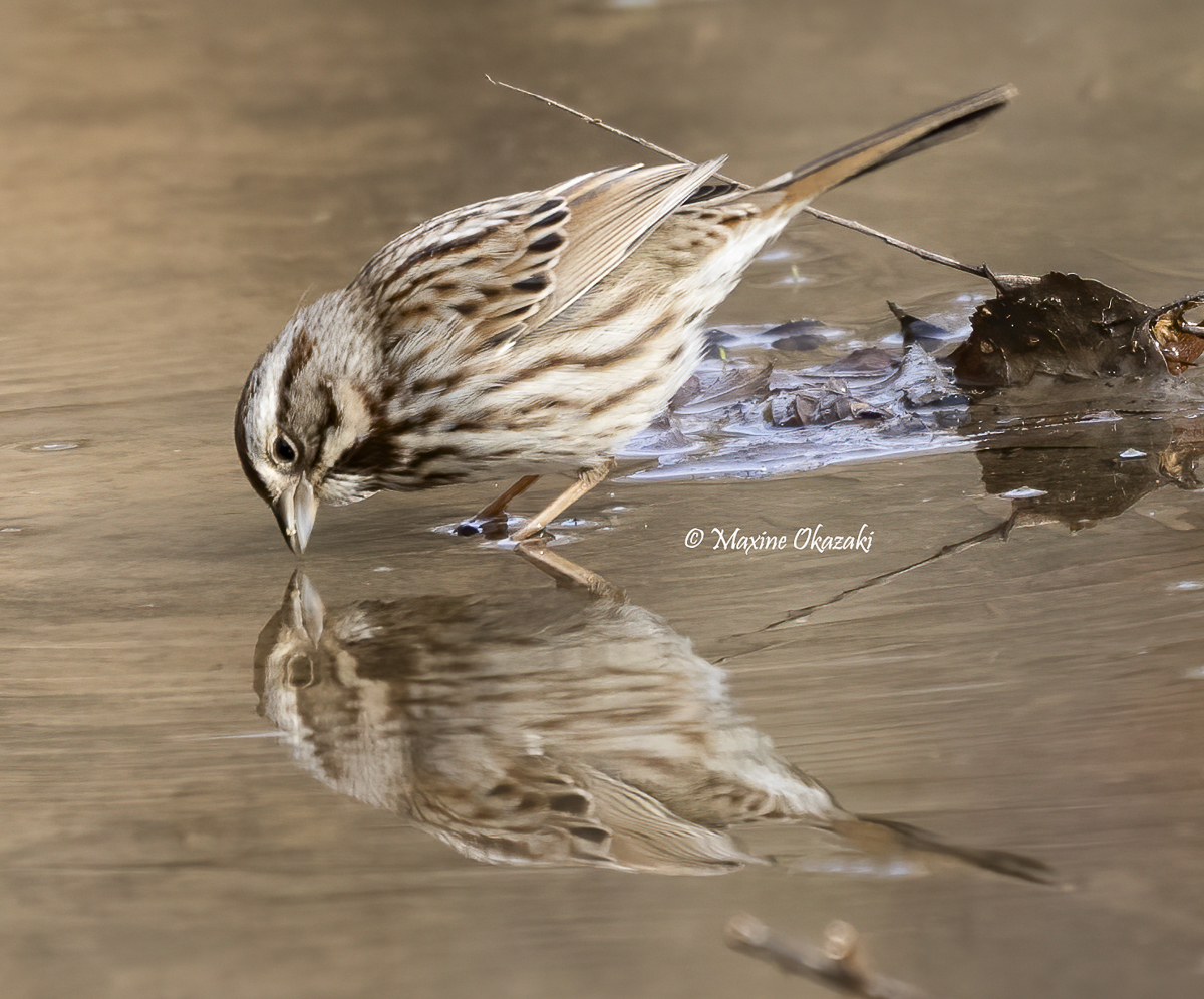 Song sparrow admiring reflection, Durham County, NC