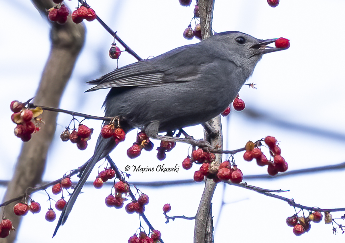 Gray catbird, Orange County, NC