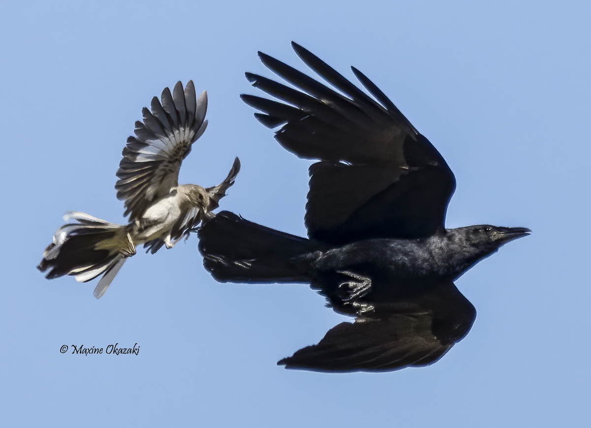 Northern mockingbird harassing crow, Durham County, NC