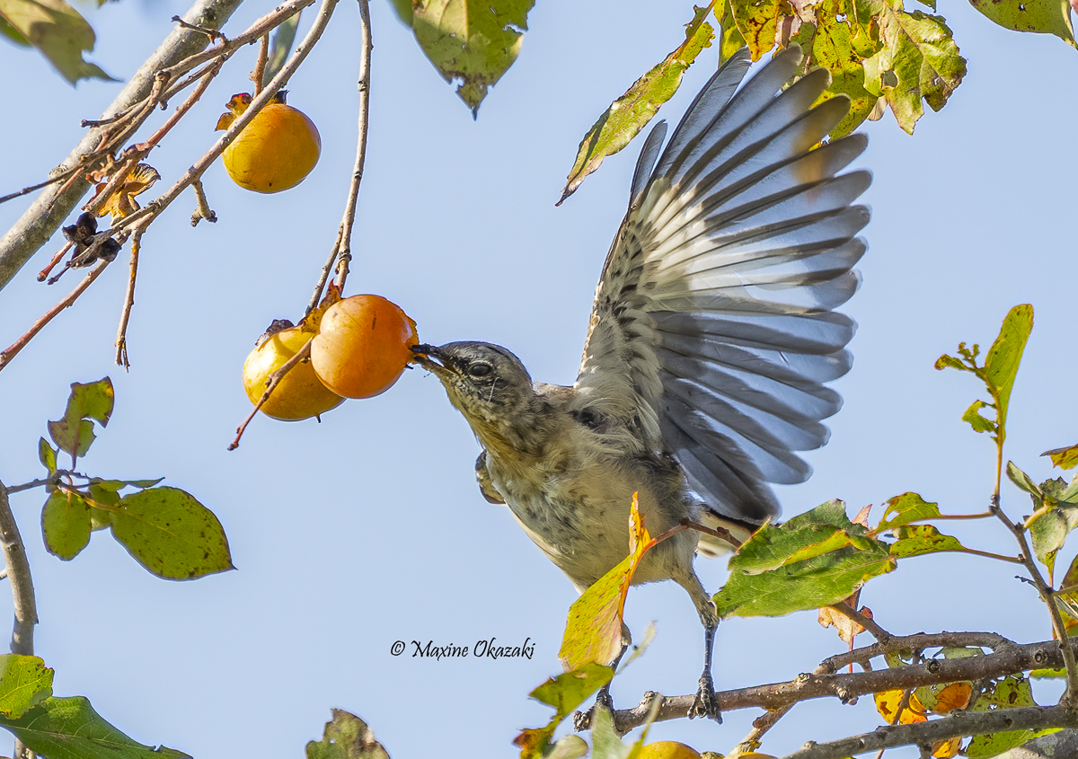 Juvenile Northern mockingbird eating persimmon, Chatham County, NC