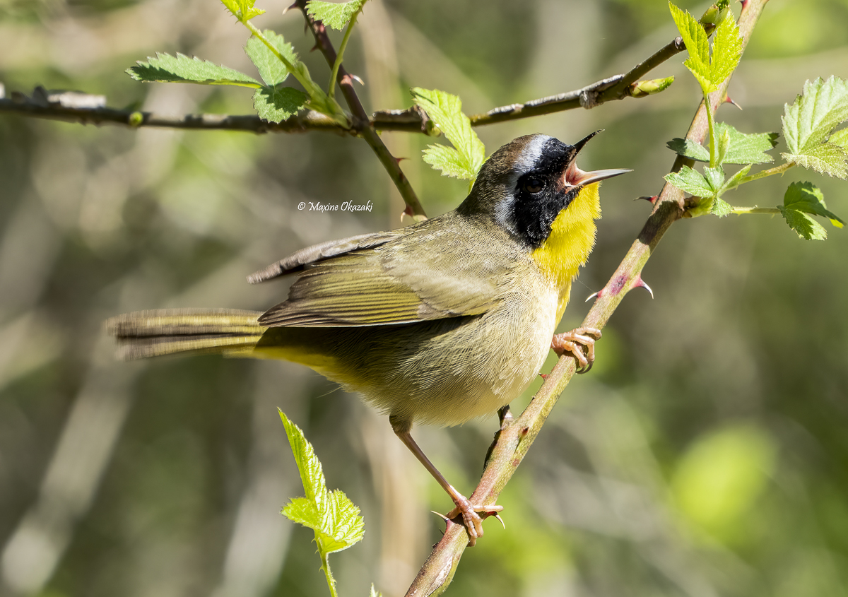 Common yellowthroat, Durham County, NC