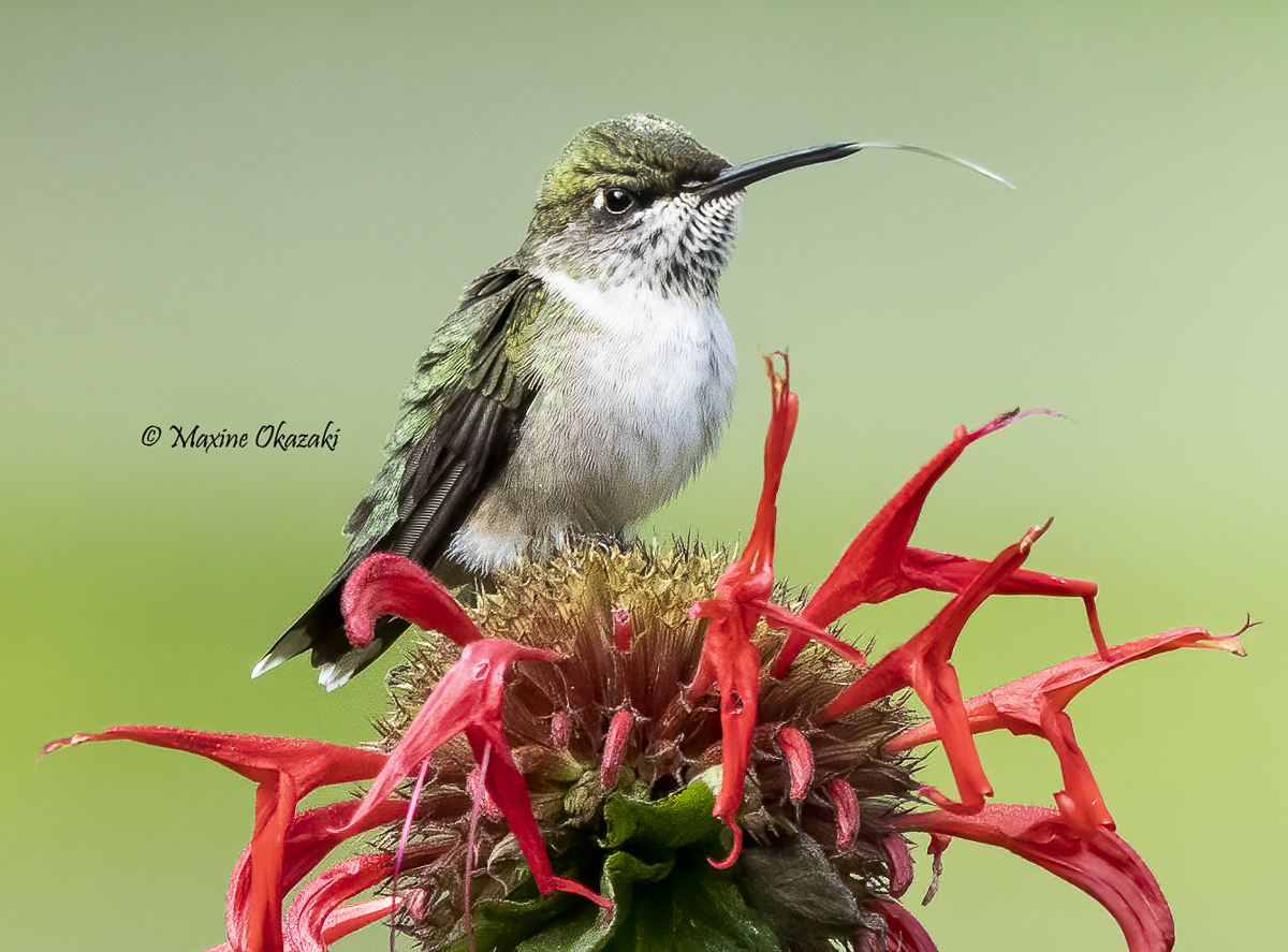 Juvenile ruby-throated hummingbird, Durham County, NC