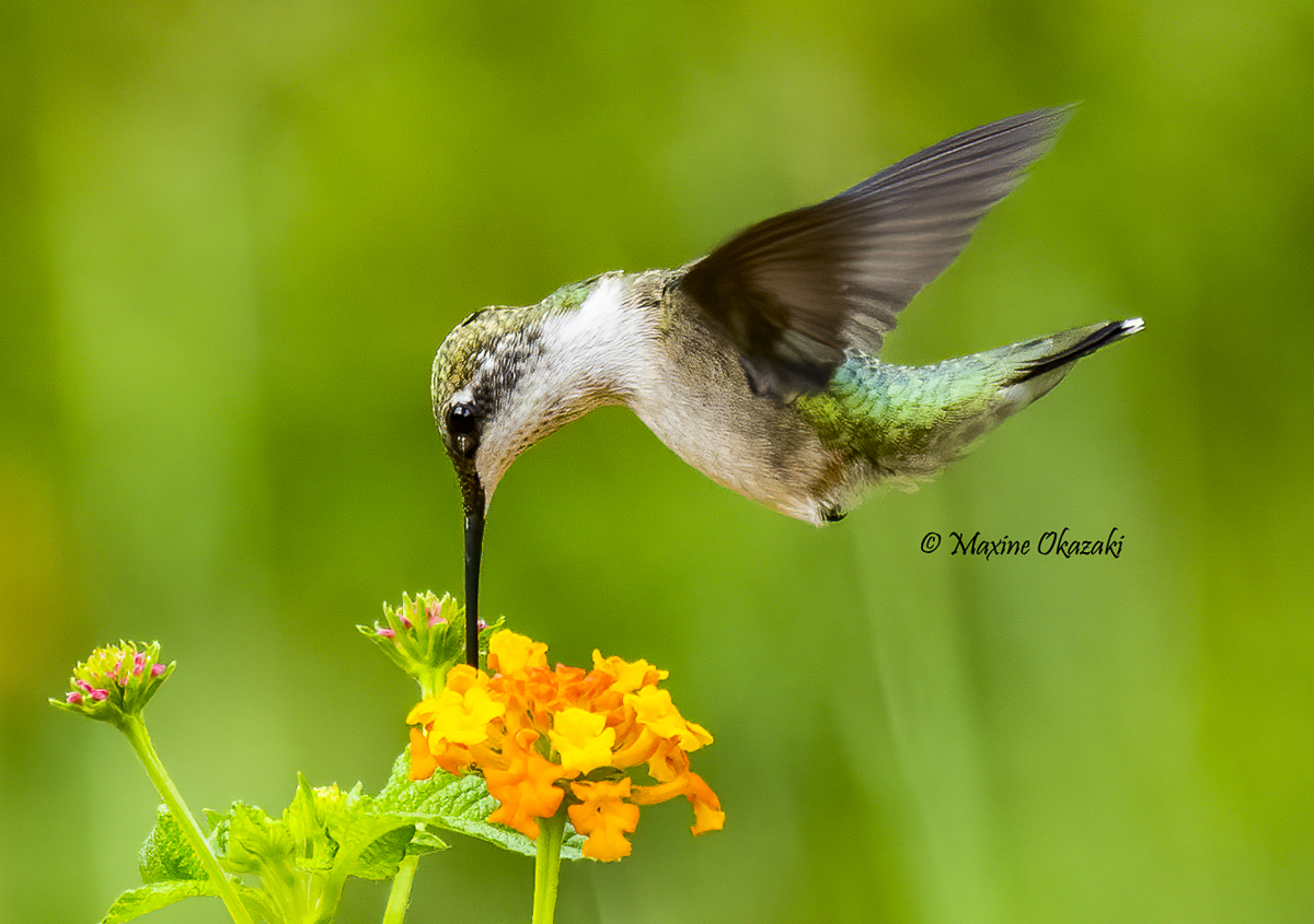 Ruby-throated hummingbird, Durham County, NC