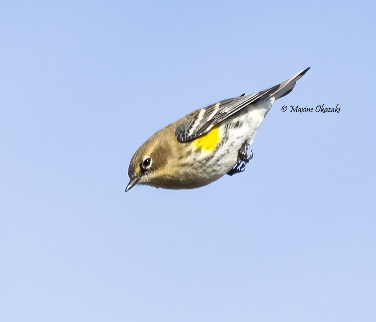 Angry bird (Yellow-rumped warbler), Wake County, NC