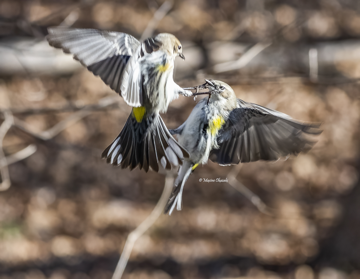 Yellow-rumped warblers fighting, Orange County, NC