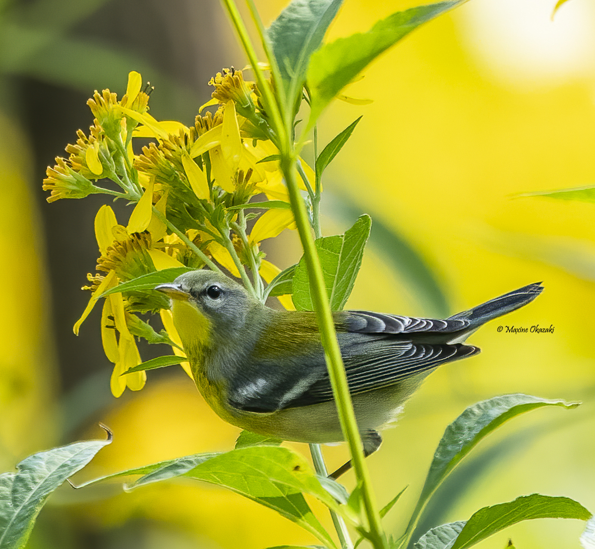 Northern parula, Orange County, NC