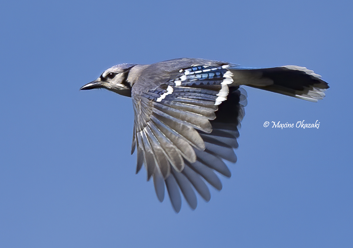 Blue jay, Wake County, NC