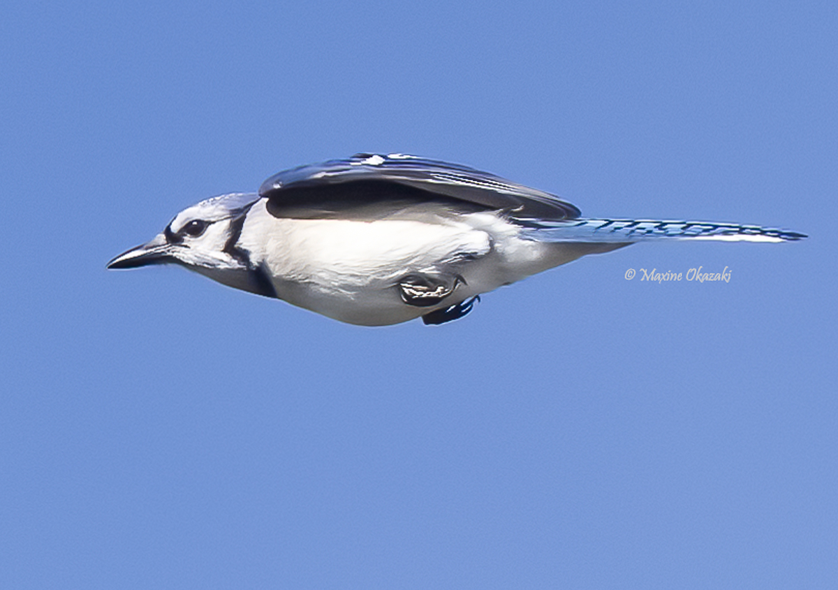 Angry bird (Blue jay) Wake County, NC