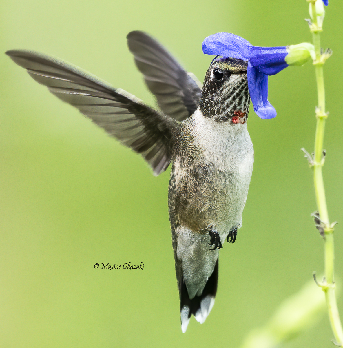 Juvenile male ruby-throated hummingbird, Durham County, NC