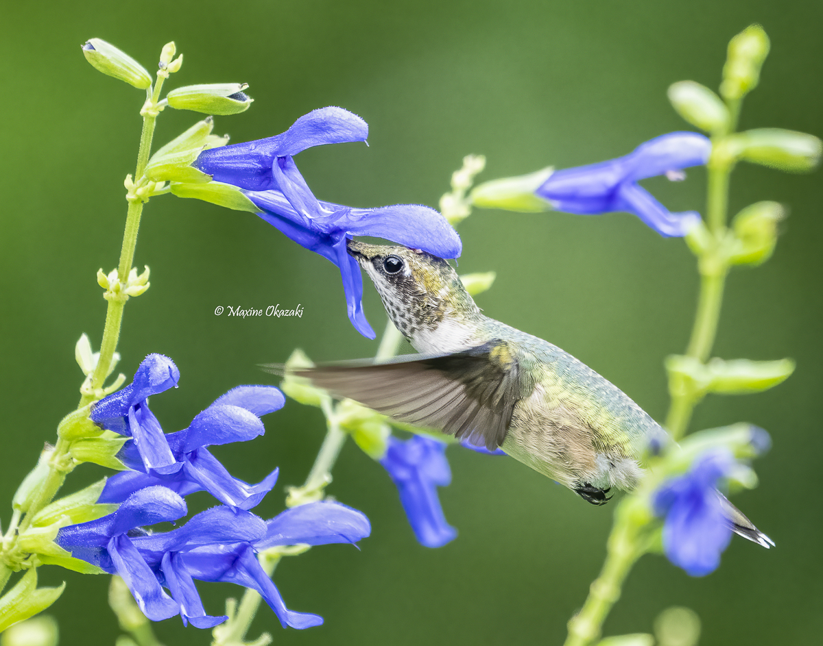 Juvenile ruby-throated hummingbird, Durham County, NC