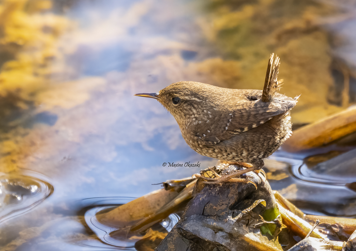 Winter wren, Durham County, NC