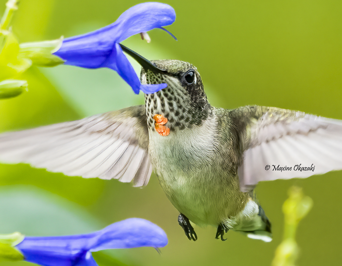 Juvenile male ruby-throated hummingbird, Durham County, NC