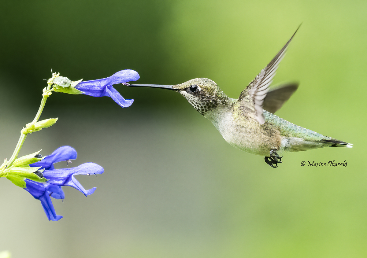 Juvenile ruby-throated hummingbird, Durham County, NC